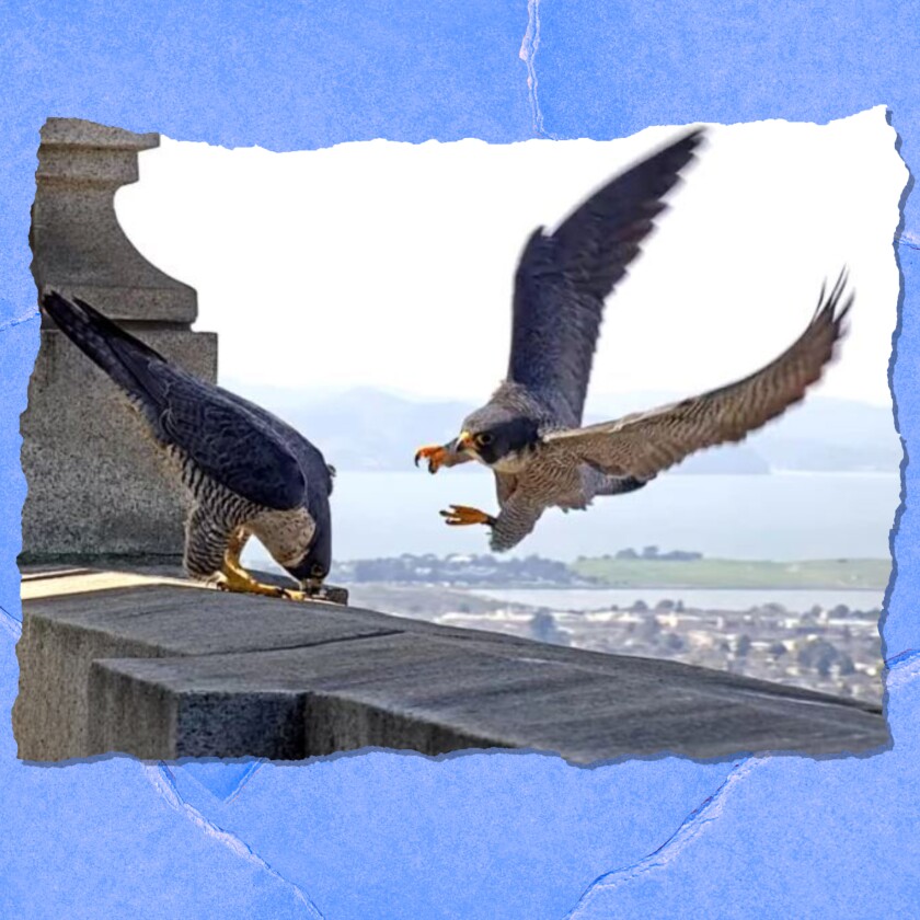 One falcon stands on a building's edge while another flies in for a landing.