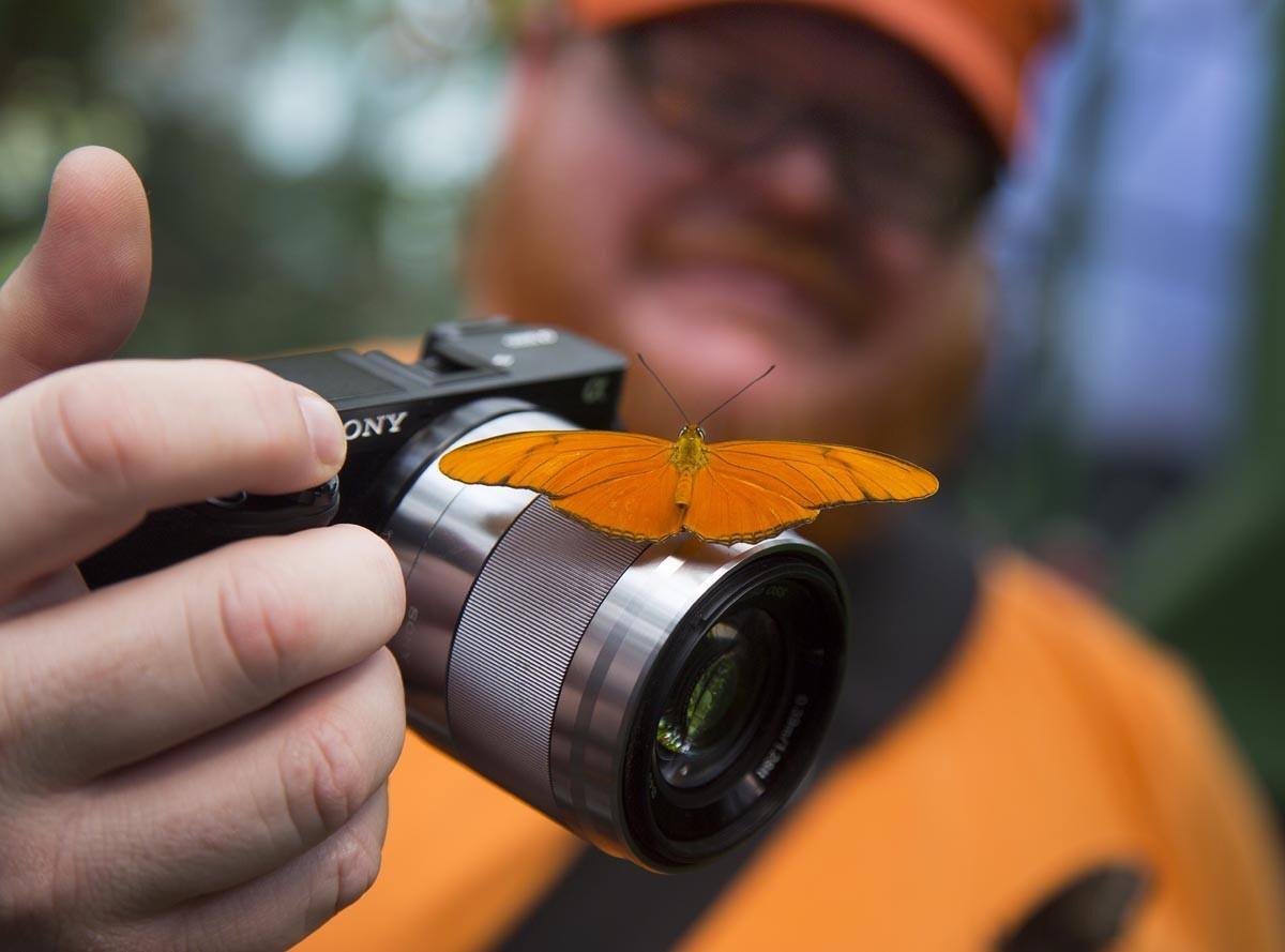 An Orange Julia butterfly, one of the 20 different species of butterflies on display, lands Nathan Buxton's camera during the opening day of the annual Butterfly Jungle at the San Diego Zoo's Safari Park. The butterflies can be seen through April 10 insid