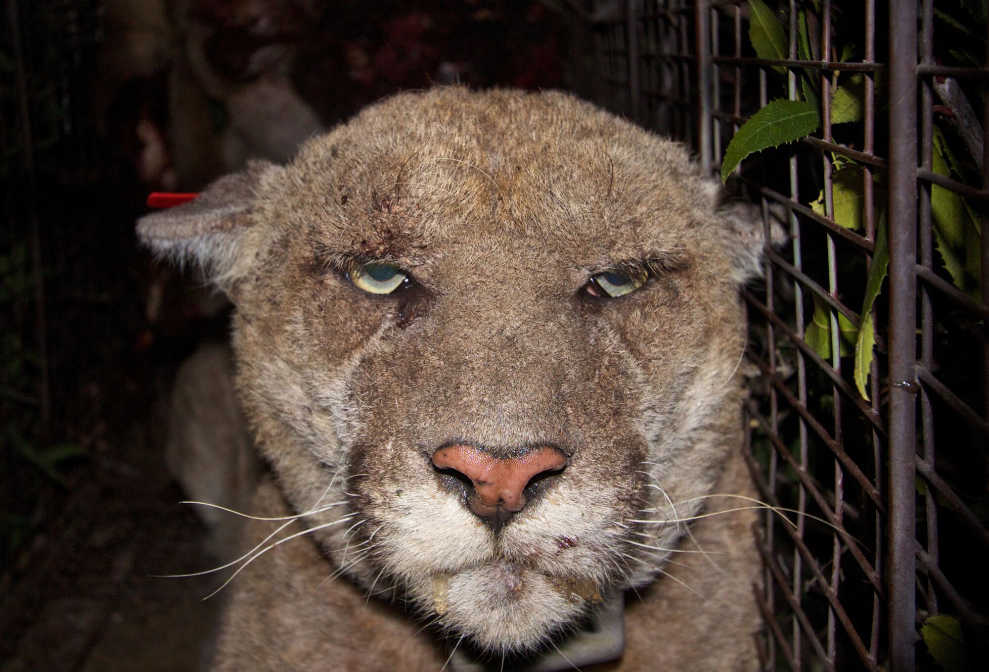 The face of a mountain lion that appears under the weather, with eyes half-closed and crusting on his fur and skin