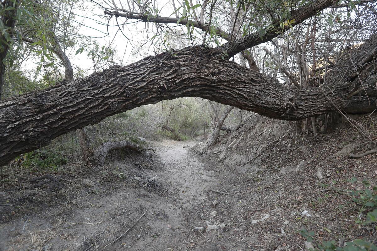 Laguna Canyon Creek is a soft-bottomed creek. The creek is shown clear of overgrowth above.