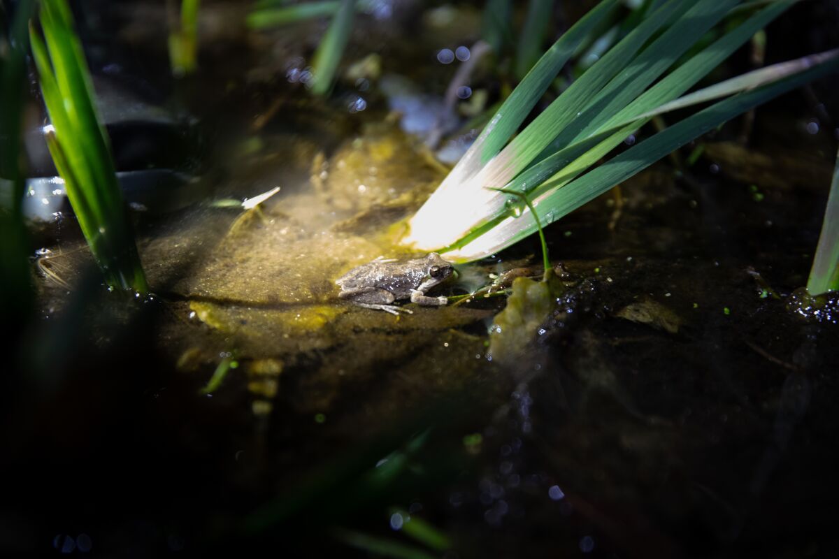 A small frog sits in a wetland.