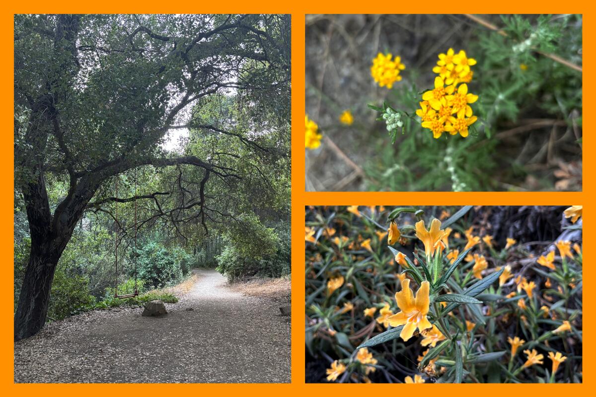 Three photos: A coast live oak with a swing, a flowering golden yarrow and a bush monkey flower