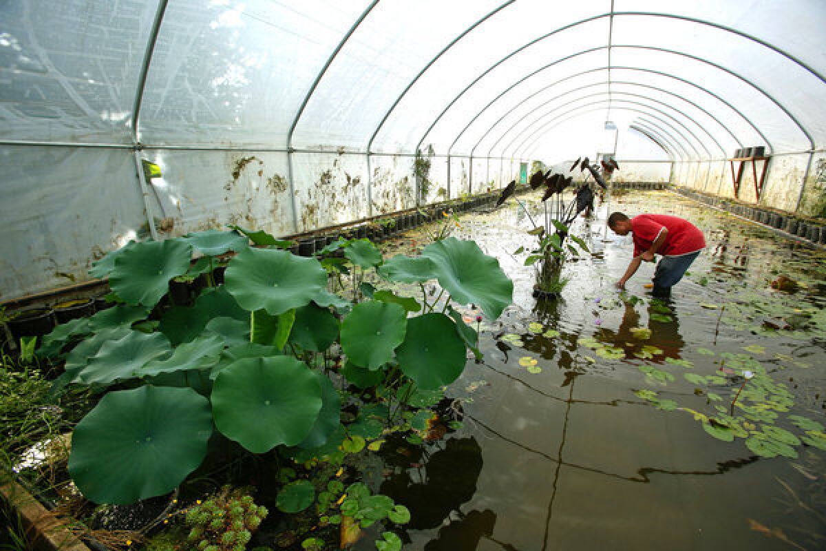 Frank Zepeda tends to lotuses in Randy McDonald's Reseda greenhouse.