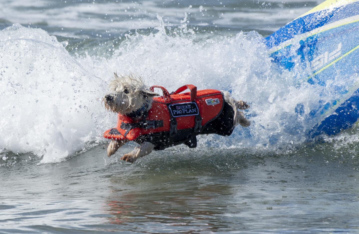 Joey, a 12-year-old West Highland terrier, jumps from his board during the Purina Pro Plan Incredible Dog Challenge surf competition at Huntington State Beach on Friday.