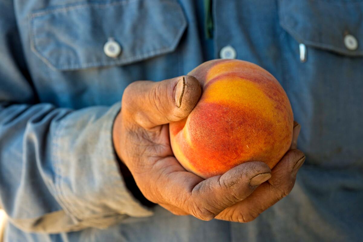 Farmer's dirty hand holding a yellow and red ripe peach