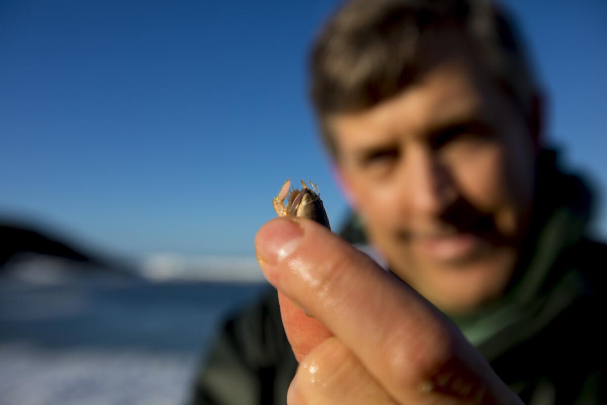 Sanford looks at a mole crab at Horseshoe Cove.