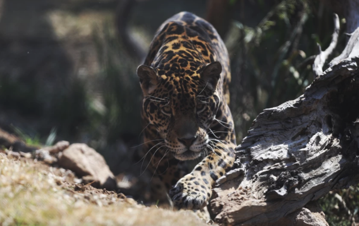 Un ejemplar de jaguar (panthera onca) 