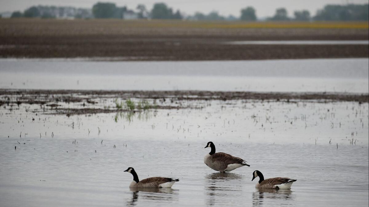 Geese feed in a rain-soaked farm field on May 29 near Gardner, Ill. Near-record rainfall in Illinois has caused farmers to delay their corn planting.