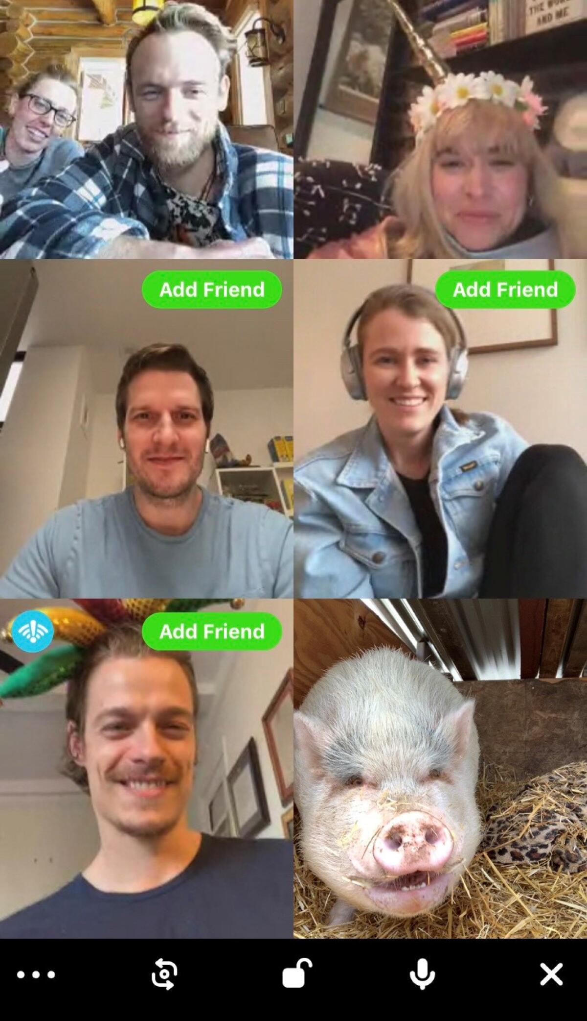 Hamlet the pig from the King Wolf Animal Sanctuary in Ramona Zoombombs a videoconference last week. Owners of the 14-acre sanctuary ask only for donations to help pay their feed and vet bills in exchange for booking the meeting calls with some of their 50-plus animals.
