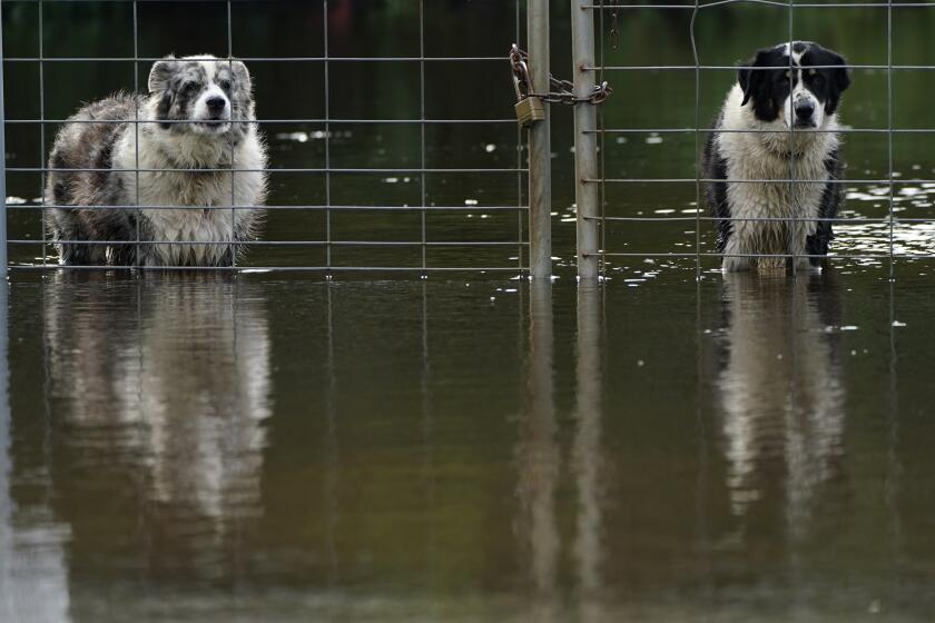 Two dogs look out from a flooded field in the aftermath of Tropical Storm Eta, Monday, Nov. 9, 2020, in Davie, Fla. A deluge of rain from Tropical Storm Eta caused flooding Monday across South Florida's most densely populated urban areas, stranding cars, flooding businesses, and swamping entire neighborhoods with fast-rising water that had no place to drain. (AP Photo/Lynne Sladky)