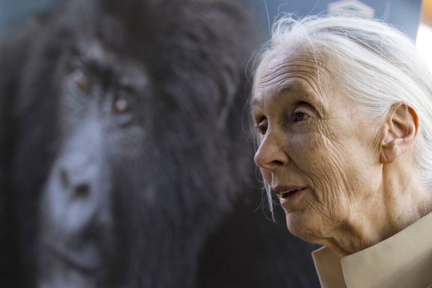Primatologist and author Jane Goodall at a January lecture in Nairobi, Kenya. Her upcoming book has been postponed.