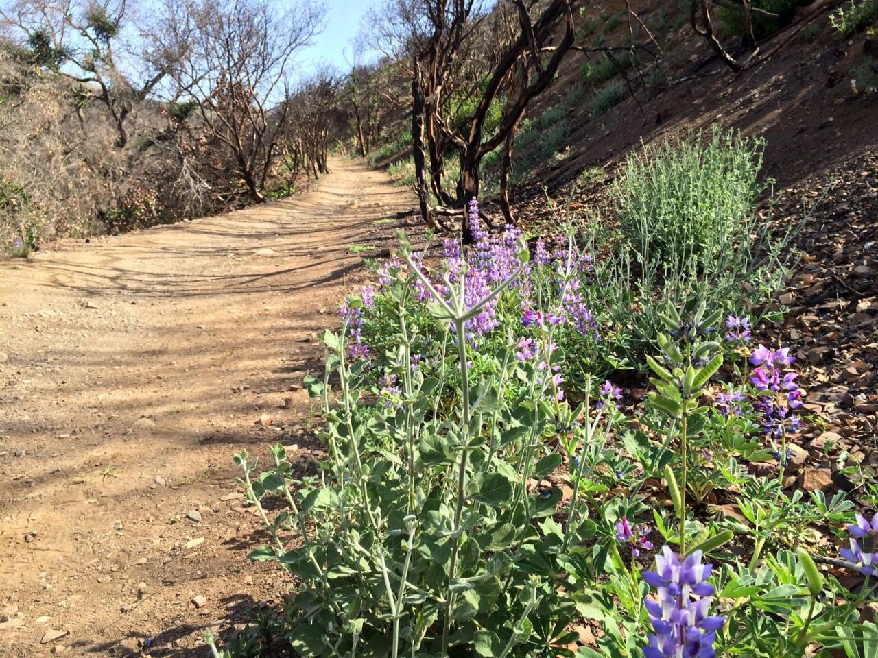 Lupine line the main trail up La Jolla Canyon at Point Mugu State Park. Almost all of the park's 14,000 acres were burned in the May 2013 fire.