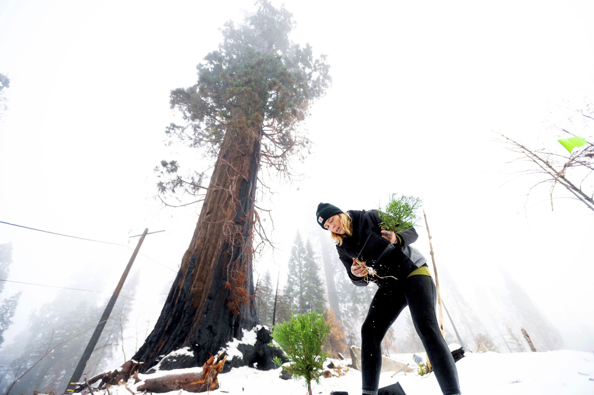 Caryssa Rouser, a propagation specialist with Archangel Ancient Tree Archive, plants a sequoia tree.