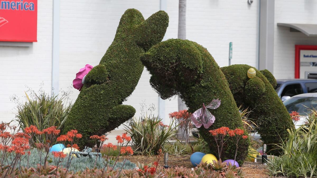 Dolphin topiaries at East Coast Highway and Marguerite Avenue in Corona del Mar are pictured Friday with their Easter decor. The aging cypress sculptures are expected to be replaced with new ones next year.