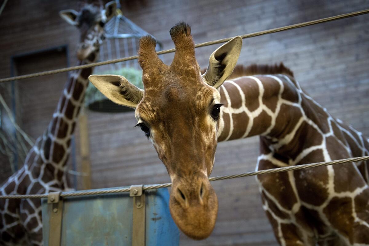 A spokesman for the Copenhagen Zoo said that the killing with a bolt gun of the 2-year-old giraffe was done to prevent inbreeding of the zoo's population.