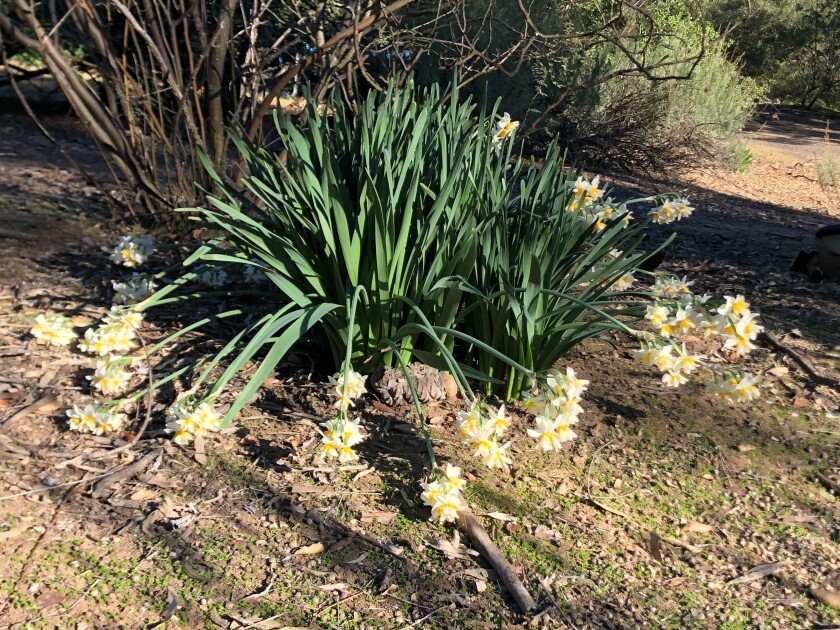 In Ramona, the narcissus flowers are blooming late this year, says Chi Varnado.