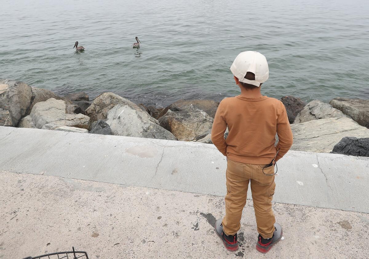 Micah Knox, 5, says goodbye to two brown pelicans released at Corona Del Mar State Beach. 
