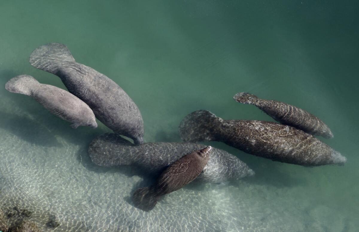 FILE - A group of manatees are pictured in a canal where discharge from a nearby Florida Power & Light plant warms the water in Fort Lauderdale, Fla., on Dec. 28, 2010. Fewer manatee deaths have been recorded so far this year in Florida compared to the record-setting numbers in 2021 but wildlife officials cautioned, Wednesday, July 20, 2022, that chronic starvation remains a dire and ongoing threat to the marine mammals. (AP Photo/Lynne Sladky, File)