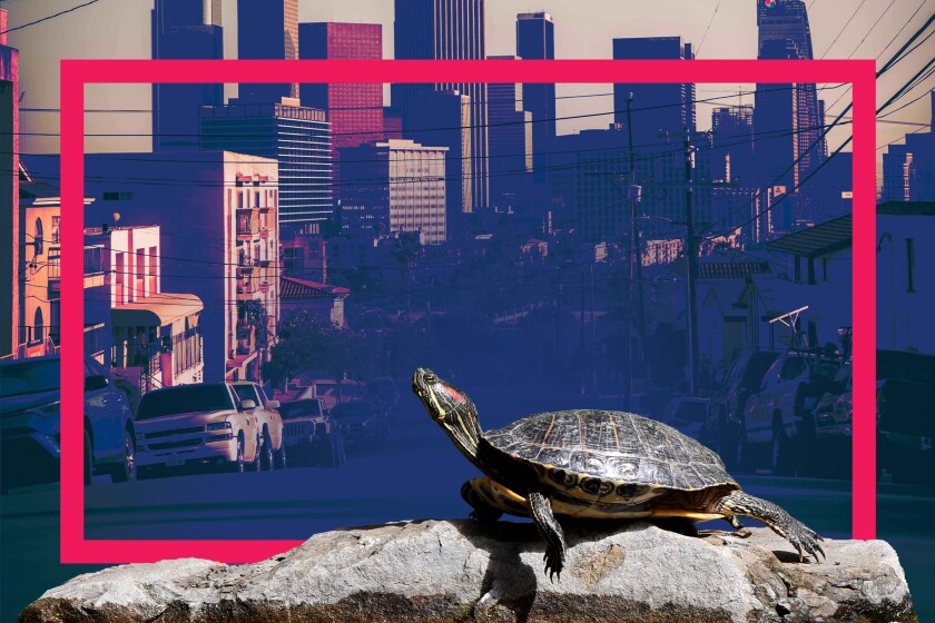 Photo collage of a turtle on a rock with an L.A. street and downtown skyline in the background.
