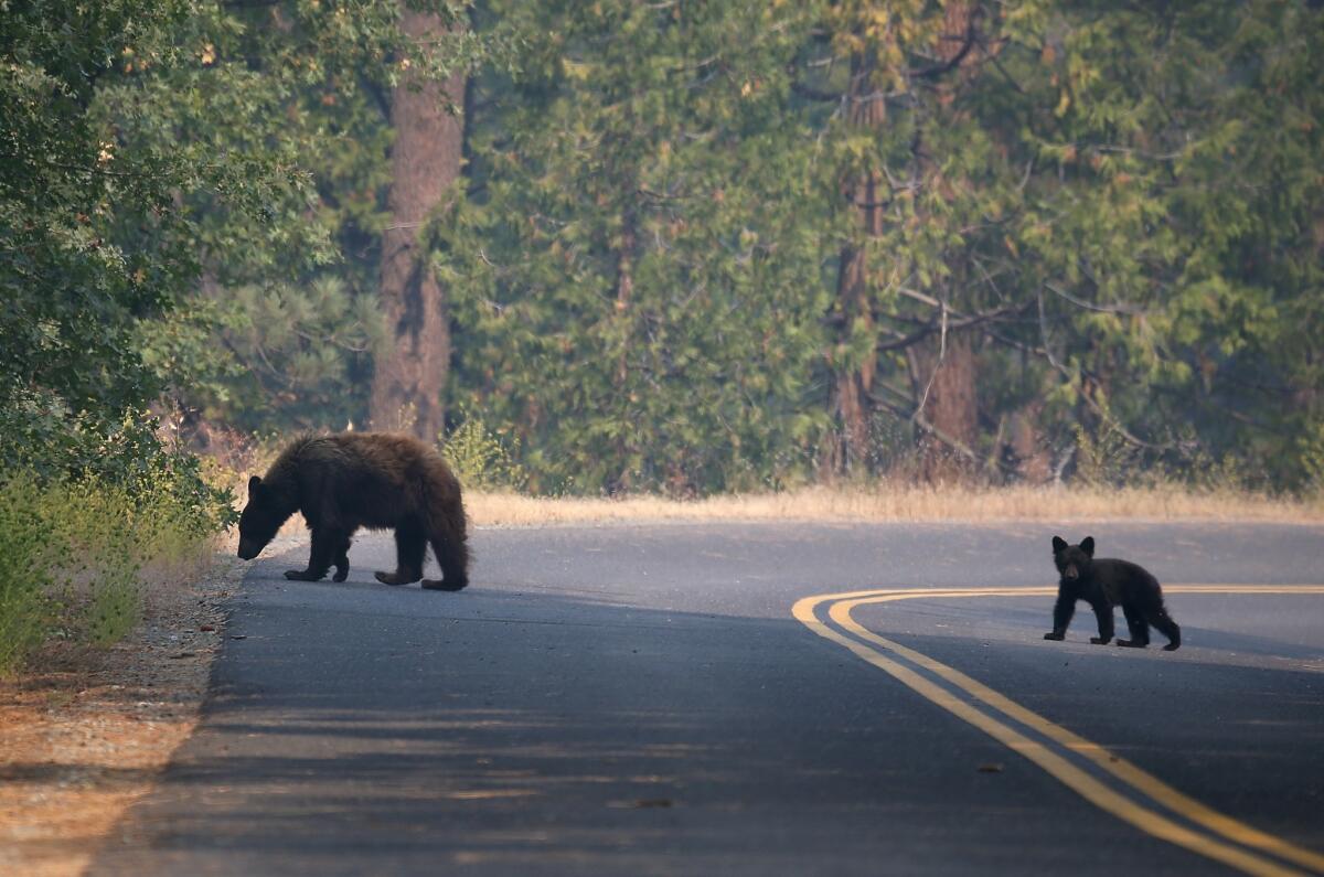 A bear and her cub cross a road in Yosemite National Park. The bears have become a "major issue" for firefighters battling the Meadow fire near Half Dome, officials said this week.