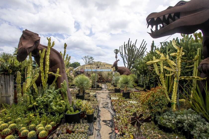 RESEDA, CA - APRIL 25, 2021: The California Nursery Specialties Cactus Ranch in the Los Angeles neighborhood of Reseda.