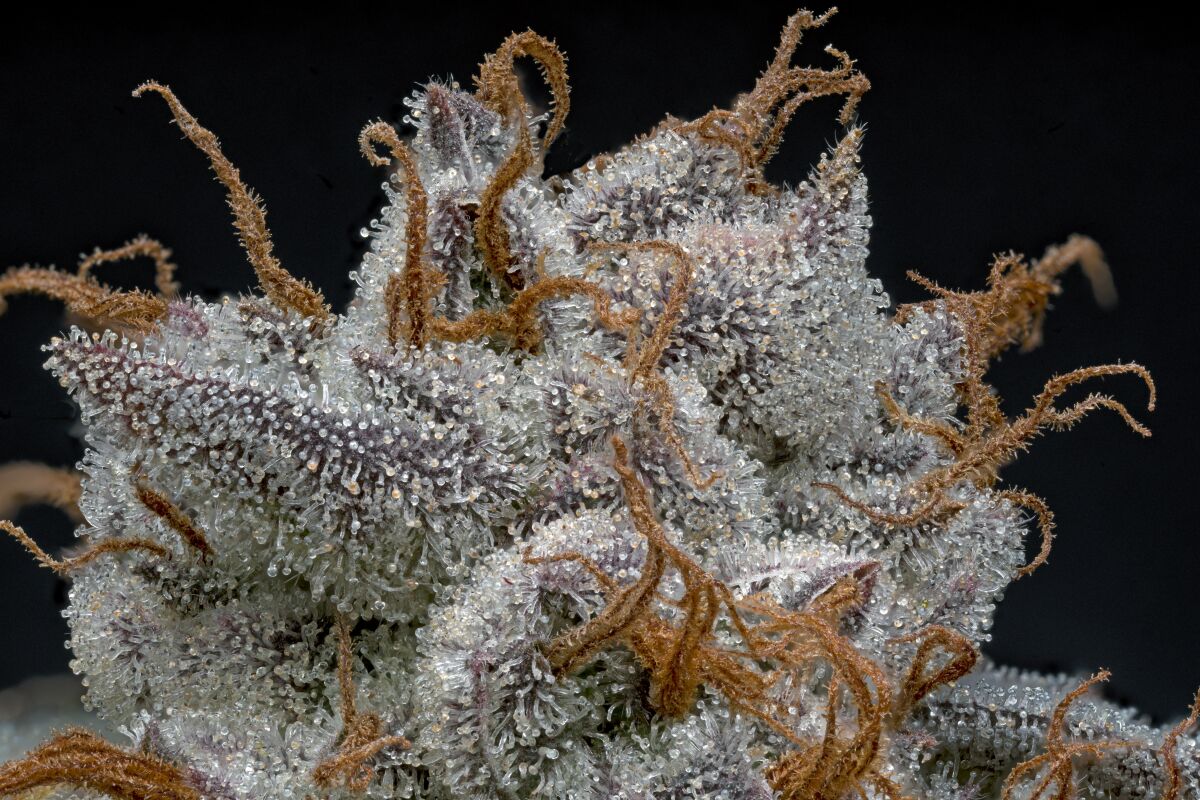 A closeup image of a cannabis plant bud