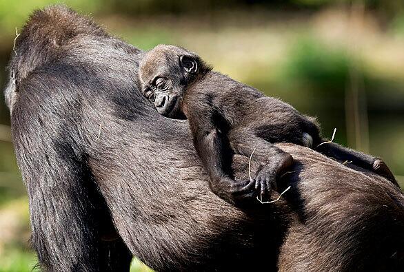 Gorilla infant