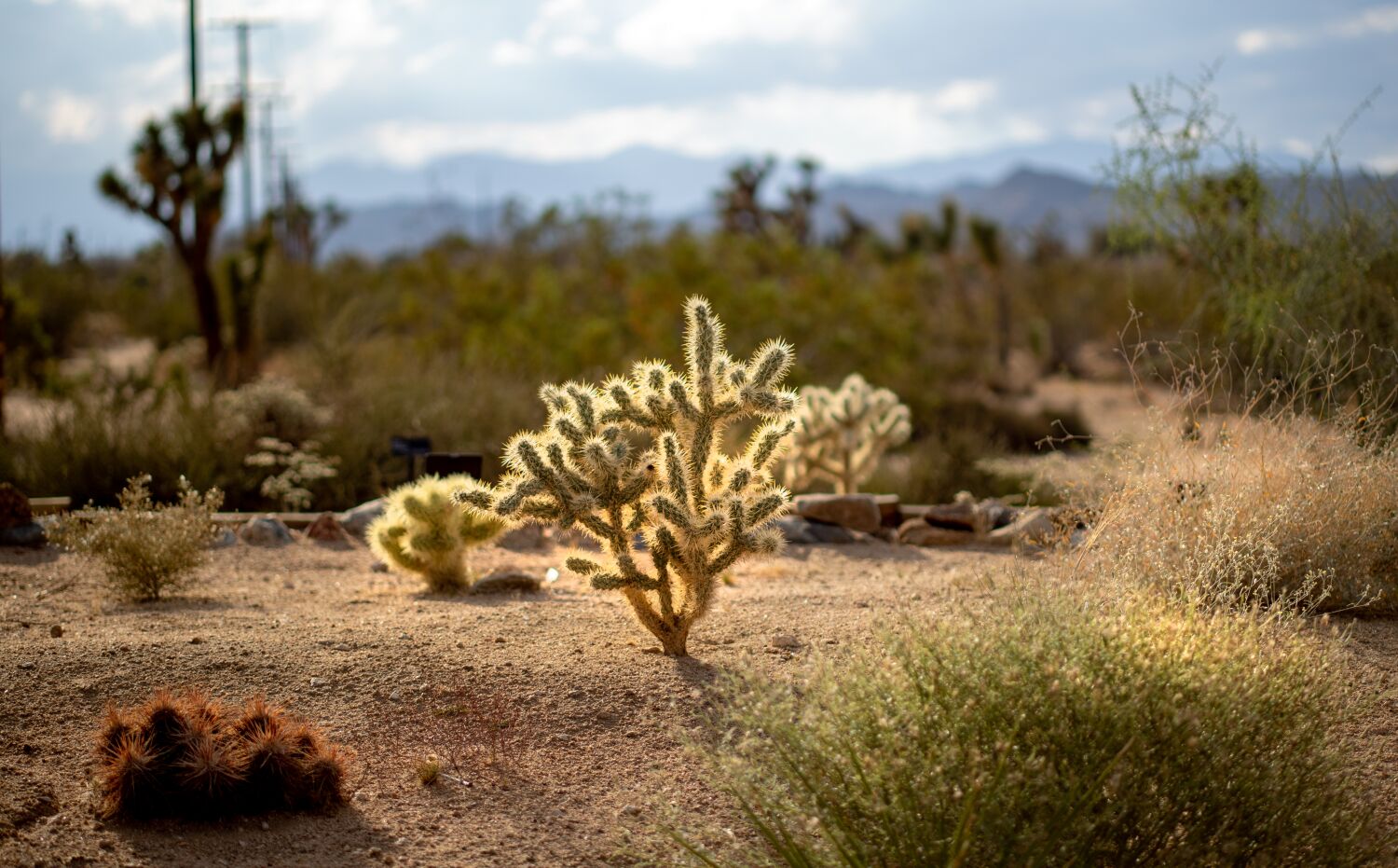 Head to Joshua Tree to snag these rare native plants before they're gone