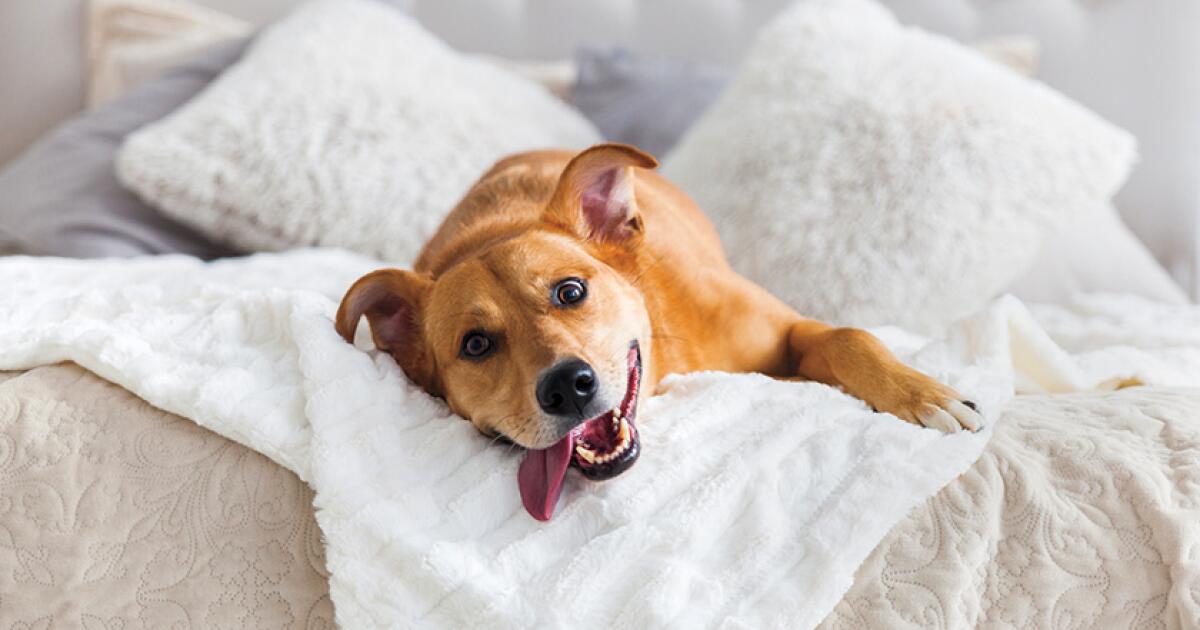 Yatakta ayakkabılarınızla mı uyuyorsunuz? O halde neden bir köpeğin yanında uyuyasınız ki?