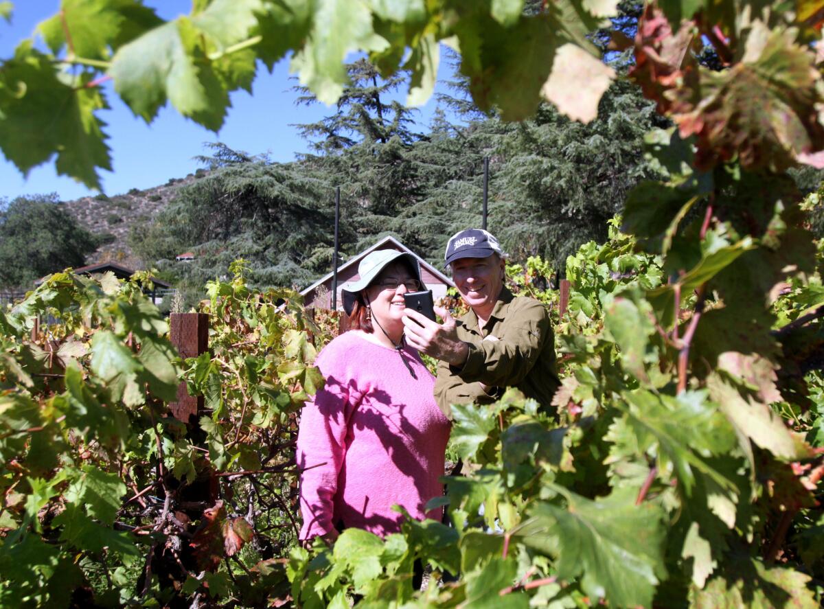 Ann Kramer, left, and Erik Siering, right, take a selfie in the small vineyard during the History of Winemaking in the Crescenta Valley event at Deukmejian Wilderness Park in Glendale on Saturday, November 7, 2015. After an informational talk about the area, attendees got a brief tour of the vineyard at the park.