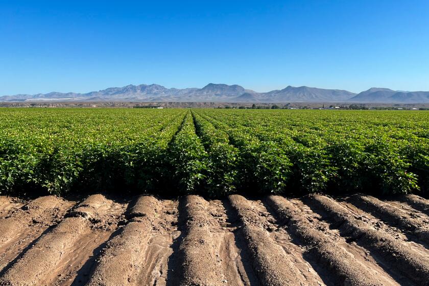 Cotton fields outside Soloman, Arizona. Gustavo Arellano takes a roadtrip across the southwest. (Gustavo Arellano / Los Angeles Times)