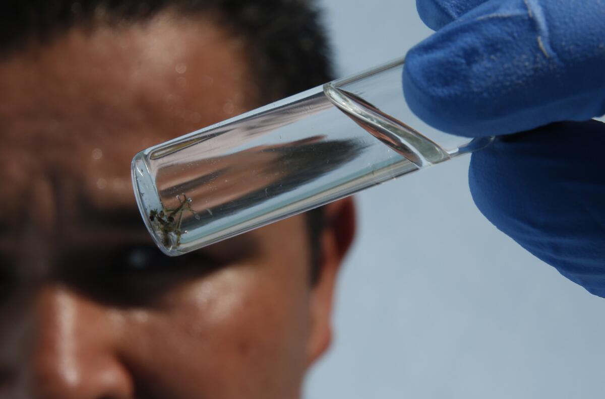 In this August file photo, Orange County Vector Control inspector Eddie Garcia looks at several tiny mosquito larvae collected from a Buena Park backyard swimming pool. An elderly Glendale man died of West Nile virus late last month after falling ill from being bitten by an infected mosquito, public health officials said this week.