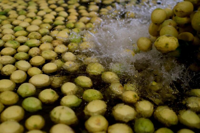 This April 10, 2017 photo shows lemons in a wash cycle at a plant in Tucuman, Argentina. President Donald Trump appears to have soured on Argentine lemons at least on his predecessorâs decision to end a 16-year ban on imports of the fruit. In December 2016, President Barack Obamaâs administration said it would lift the ban on imports of Argentine lemons, which had been imposed following complaints by producers in California that they carried diseases. But a month later, President Donald Trumpâs administration issued a 60-day stay on the decision and has extended that stay for two more months. (AP Photo/Natacha Pisarenko)