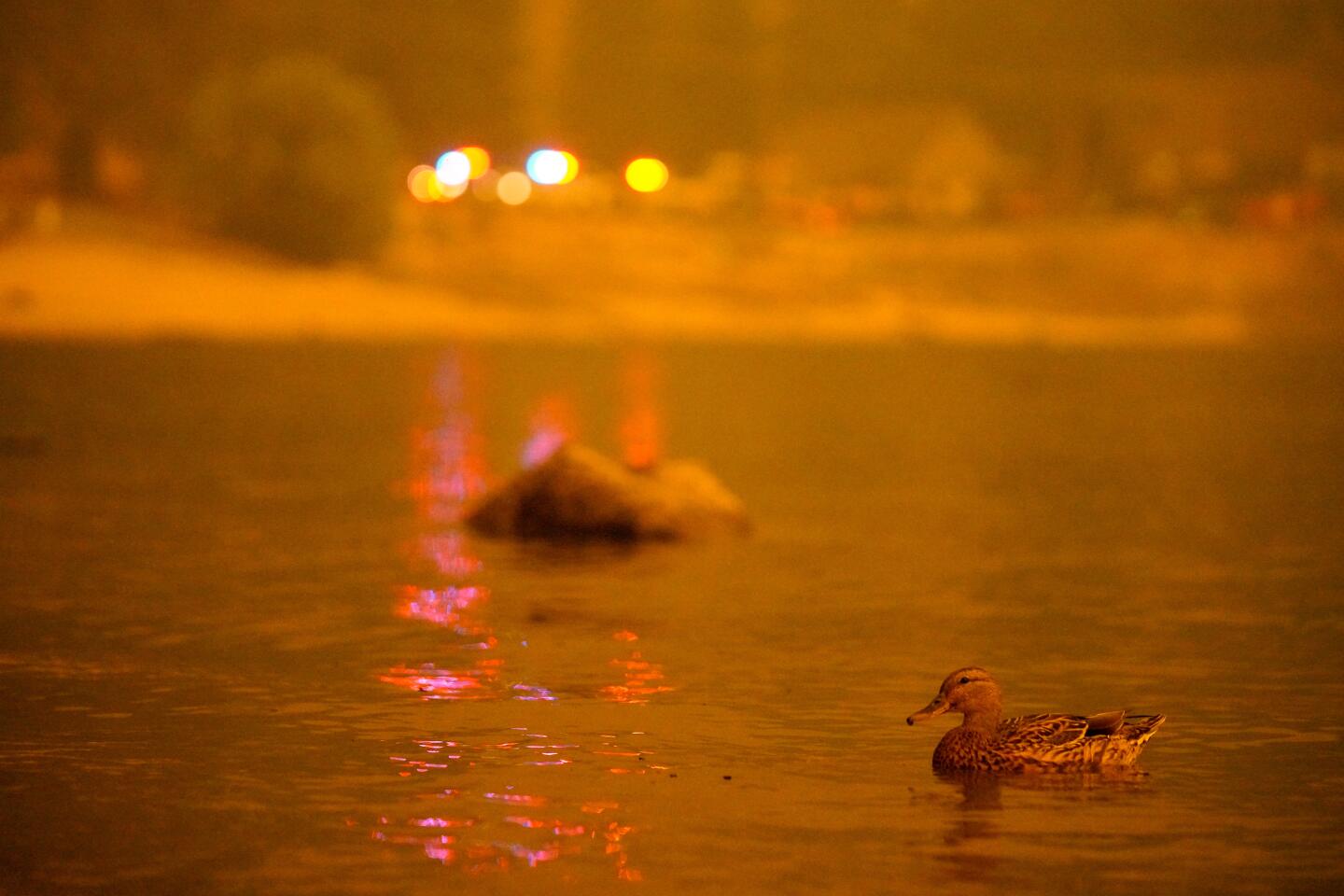 A duck swims in Shaver Lake as the Creek fire approaches on Sept. 6.