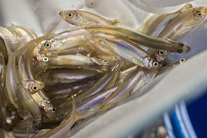 LONG BEACH, CALIF. -- WEDNESDAY, APRIL 10, 2019: Alex Bohardt, senior aquarist at the Aquarium of the Pacific, transfers a net containing a portion of 1200 federally endangered Delta Smelt that were hatched at the UC Davis Fish Conservation & Culture Lab, to a holding tank at the Aquarium of the Pacific in Long Beach, Calif., on April 10, 2019. The Aquarium of the Pacific in Long Beach is setting the stage for the public debut of the most reviled fish in the western United States: the federally endangered Delta smelt, a minnow on the brink of extinction that is at the heart of a bitter struggle over the use of California?s most important estuary. The exhibit in the aquarium?s new $53-million ?Pacific Visions? wing intends to use a school of Delta smelt to focus attention on the challenge of restoring habitat for the species while ensuring a sustainable water supply for the state of 40 million people. (Allen J. Schaben / Los Angeles Times)