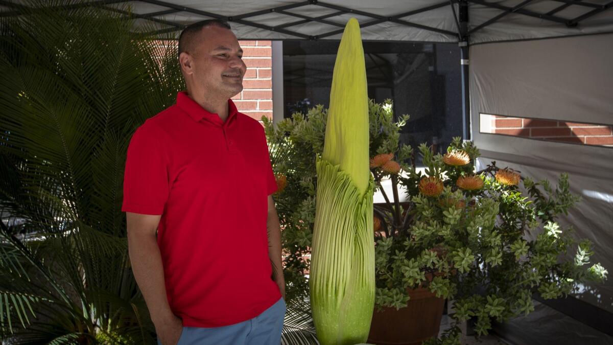 Brian Thorson, botanical curator at Cal State Long Beach, stands next to "Phil," which is predicted to bloom in the next 24 hours.