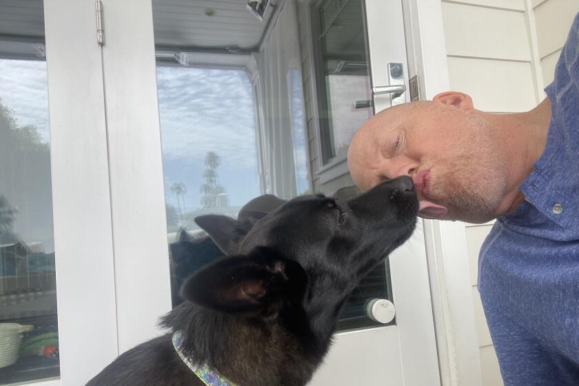 UCLA coach Mick Cronin plays with his dog, Bookster, at his home. 