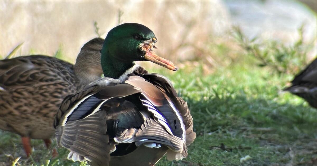 Fishing tackle entangles ducks, geese