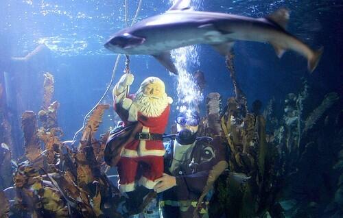 GERMANY-AQUARIUM-SANTA CLAUS-CHRISTMAS-OFFBEAT