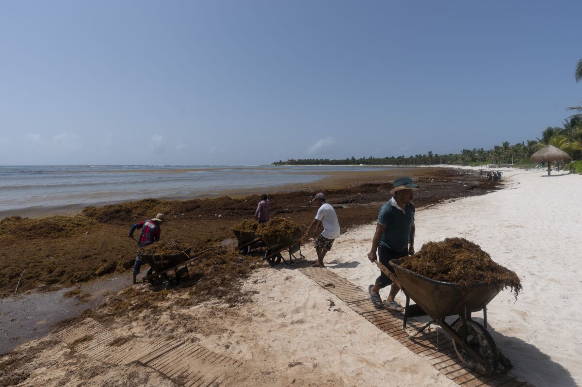 FILE - Workers, who were hired by residents, remove sargassum seaweed from the Bay of Soliman, north of Tulum, Quintana Roo state, Mexico, Aug. 3, 2022. On shore, sargassum is a nuisance carpeting beaches and releasing a pungent smell as it decays. For hotels and resorts, clearing the stuff off beaches can amount to a round-the-clock operation. (AP Photo/Eduardo Verdugo, File)