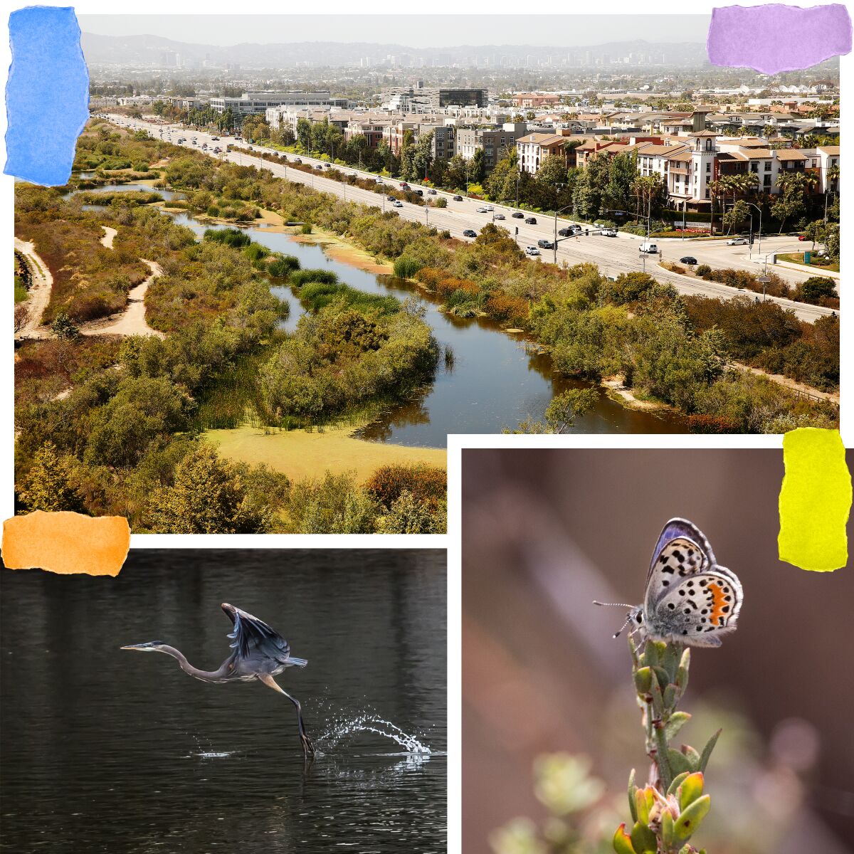 View of the Ballona Freshwater Marsh along Lincoln Boulevard; El Segundo blue butterfly (right); great blue heron (left).