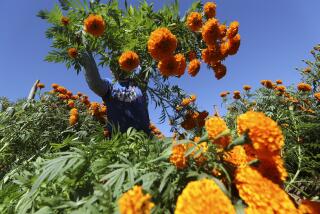 Noemi Molina tosses marigolds that she cut on to a pile that she will eventually carry to a truck as she and other workers harvest marigolds at the Mellano & Company farm on Friday, October 25, 2019 in Oceanside, California.