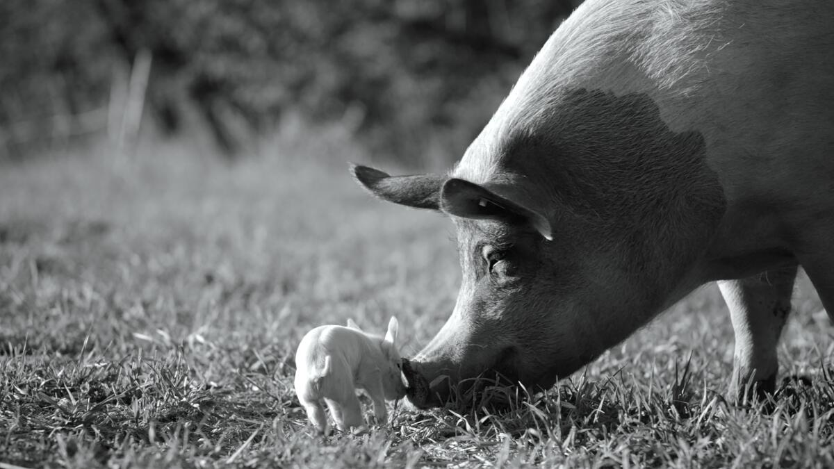 A sow lowers her snout to one of her piglets, an image of motherly gentleness.
