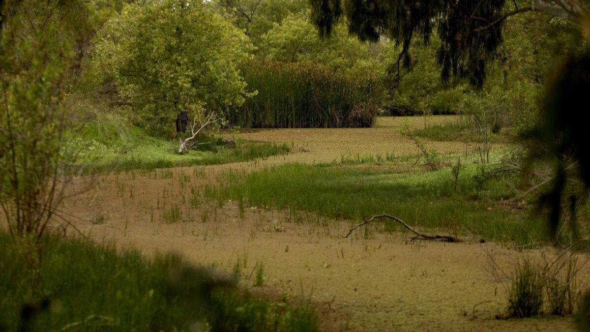 The Madrona Marsh Preserve in Torrance can provide a lush landscape, at certain times of the year.