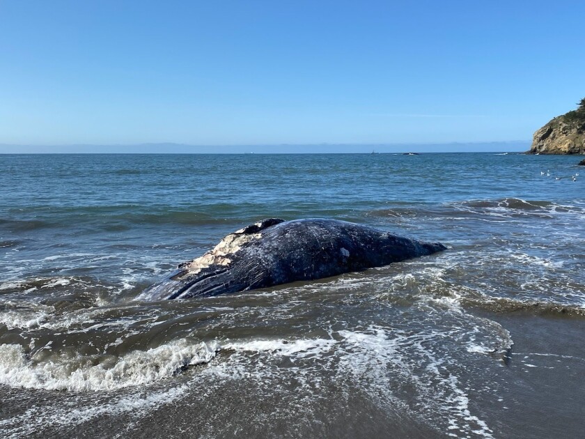 This Thursday, April 8, 2021 photo provided by the Marine Mammal Center shows an adult female gray whale that washed up on Muir Beach cause of death believe to be trauma due to ship strike. Four dead gray whales have washed ashore San Francisco Bay Area beaches in the last nine days and experts said Friday, April 9, 2021, one was struck by a ship. They were trying to determine how the other three died. "It's alarming to respond to four dead gray whales in just over a week because it really puts into perspective the current challenges faced by this species," says Dr. Pádraig Duignan, Director of Pathology at The Marine Mammal Center.(The Marine Mammal Center via AP)