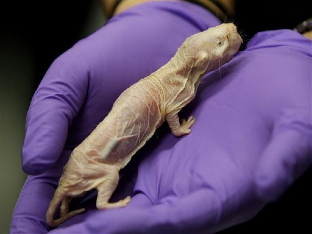 In this Oct. 21, 2009 photo, an older naked mole rat is shown at the Barshop Institute at the UT Health Science Center in San Antonio. Naked mole rats are becoming more popular in research laboratories, where the seemingly invulnerable rodents have surprised scientists with their ability to live up to 30 years and their potential to offer insights into human health. They're being used to study everything from aging to cancer to strokes. (AP Photo/Eric Gay)