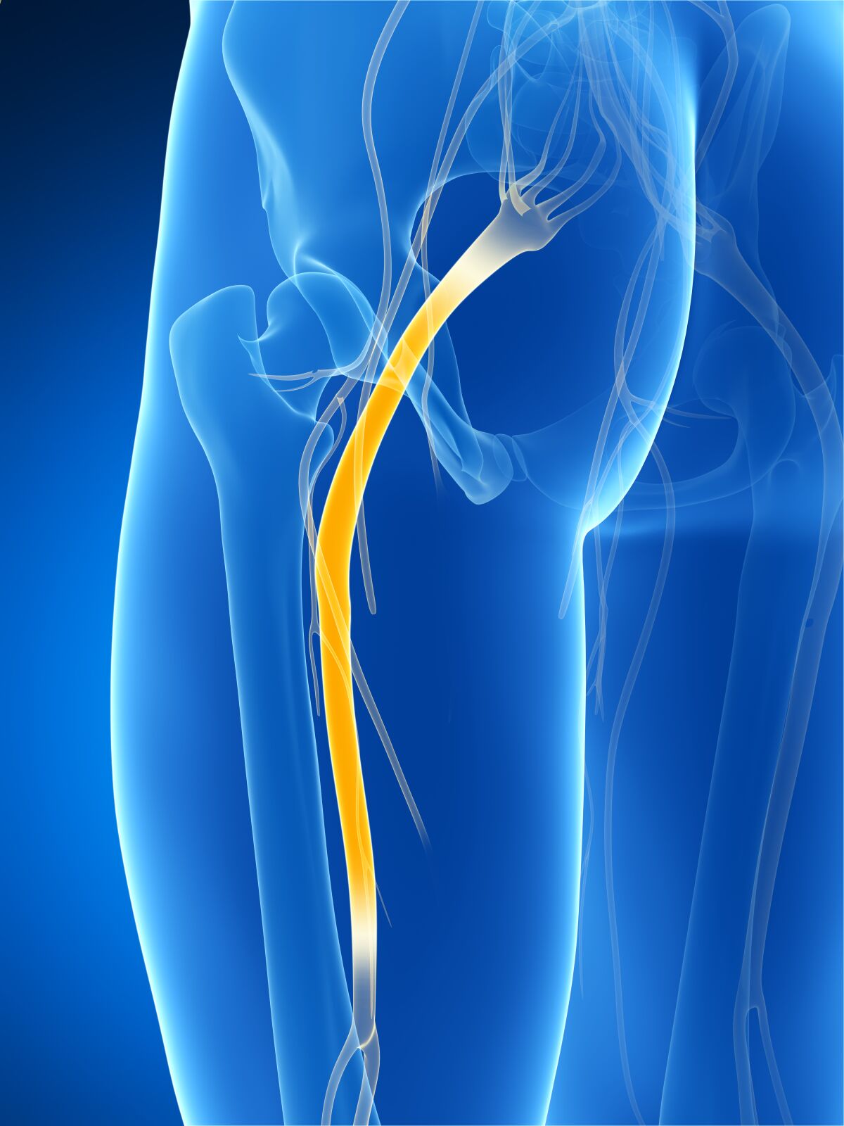 3d rendered illustration of the sciatic nerve