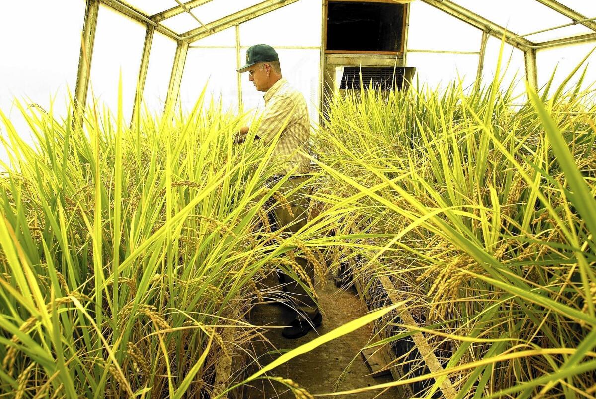 The bill that would require labeling of genetically engineered bulk and packaged foods beginning in 2016 will go the state Senate Rules Committee and perhaps the Agriculture Committee. Above, Kent McKenzie, director of the Rice Experiment Station in Biggs, Calif., inside a greenhouse with a rice variety to be resistant to cold temperatures.