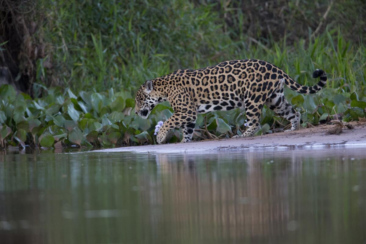 Wildlife photographer Roy Toft often leads photography safaris to Brazil. Jaugars are a highlight of the trips.