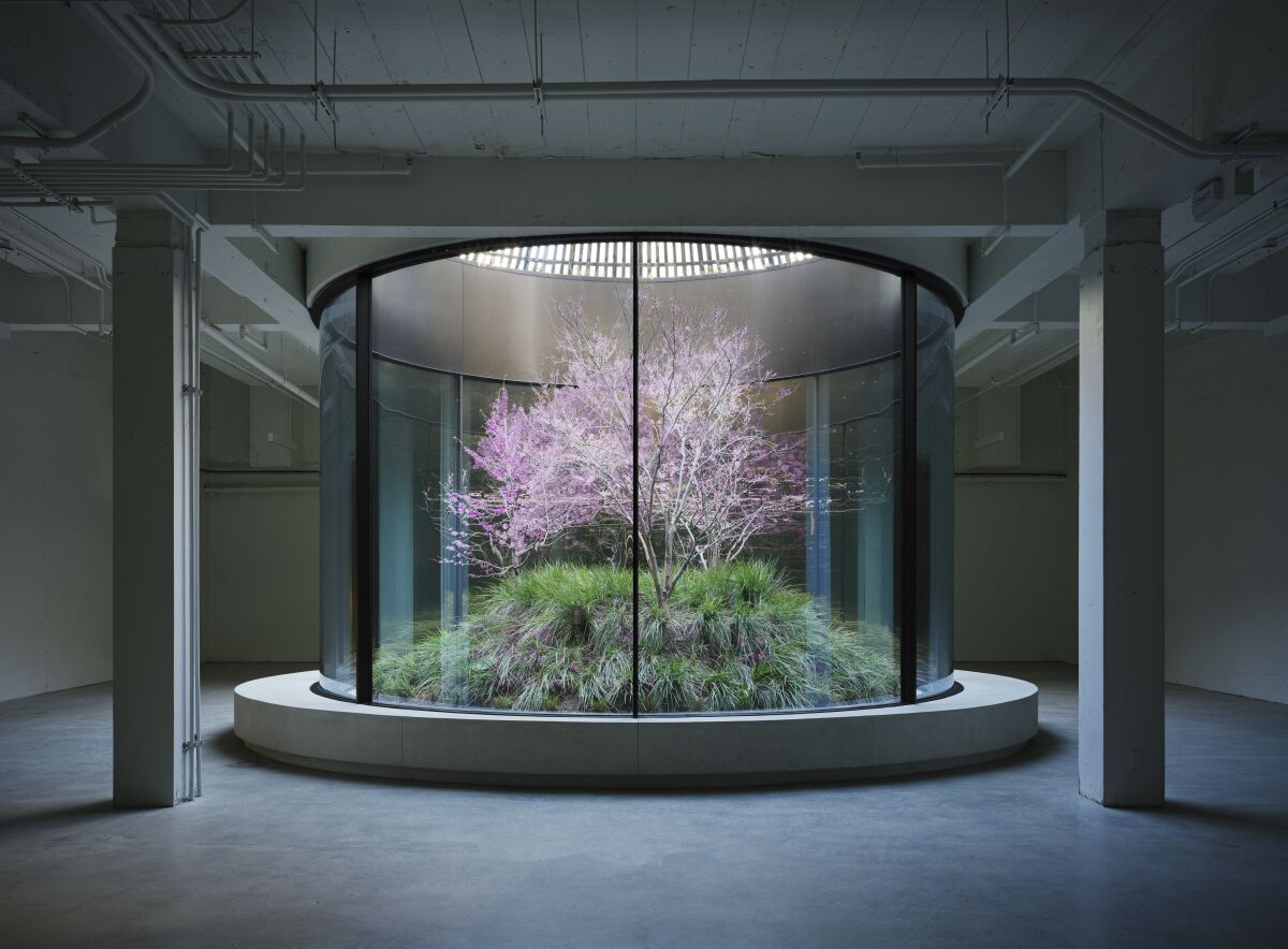 A circular glass atrium, evocative of a monumental fish tank, holds within it a blooming tree bathed in sunlight.